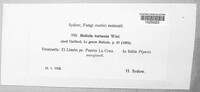Meliola tortuosa image